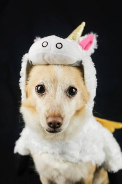 Komik tek boynuzlu at kostümü giymiş bir köpek. Elbiseler, hayvanlar için kıyafetler.