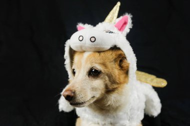 Komik tek boynuzlu at kostümü giymiş bir köpek. Elbiseler, hayvanlar için kıyafetler.