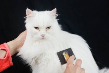 Kedi taraması. Uzun saç, kedi saçı. Hayvan bakımı