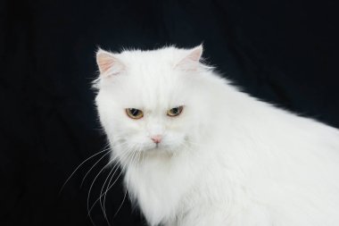 Siyah arka planda Beyaz Angora kedisi