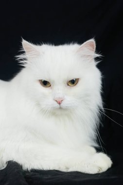 Siyah arka planda Beyaz Angora kedisi