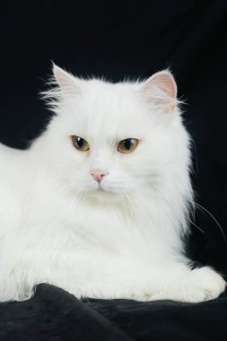 Siyah arka planda Beyaz Angora kedisi