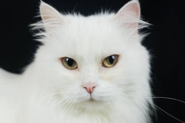 Siyah arka planda Beyaz Angora kedisi