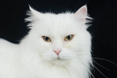 Siyah arka planda Beyaz Angora kedisi