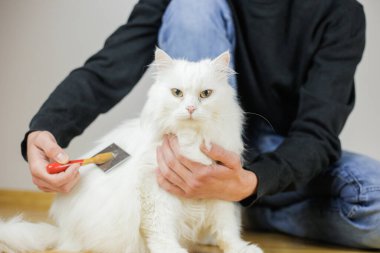 Kedi taraması. Uzun saç, kedi saçı. Hayvan bakımı