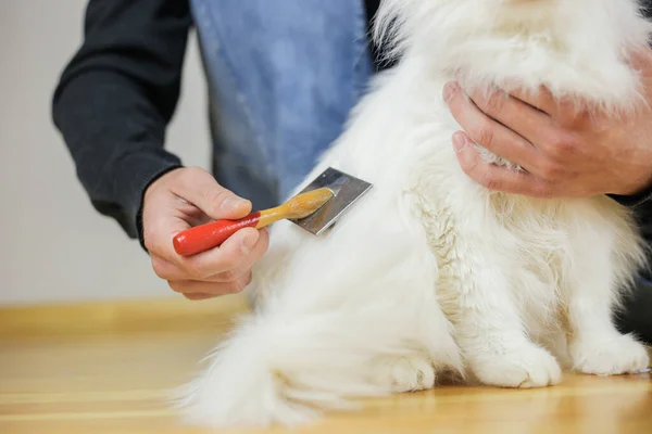 Peinando Gatos Cabello Largo Peinado Gato Cuidado Mascotas — Foto de Stock