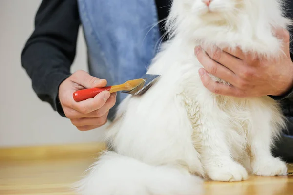 Peinando Gatos Cabello Largo Peinado Gato Cuidado Mascotas — Foto de Stock