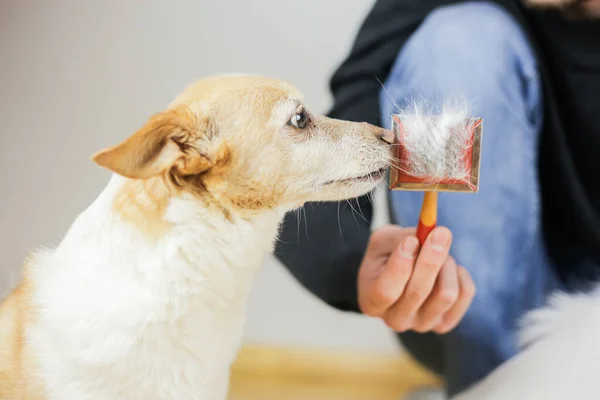 Peinando Abrigo Perros Peinado Perro — Foto de Stock