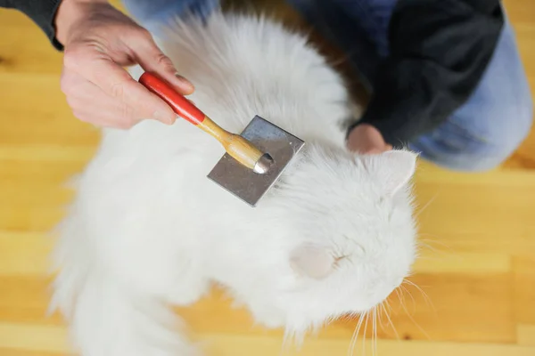 Peinando Gatos Cabello Largo Peinado Gato Cuidado Mascotas — Foto de Stock