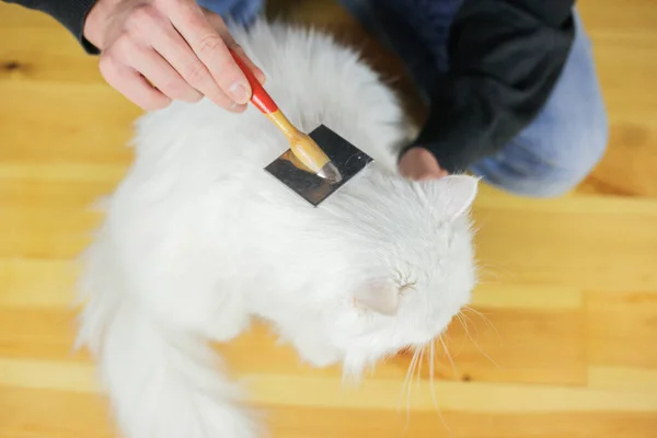 Peinando Gatos Cabello Largo Peinado Gato Cuidado Mascotas — Foto de Stock