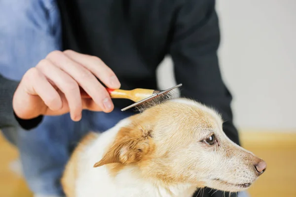 Combing a dogs coat. Dog hairstyle