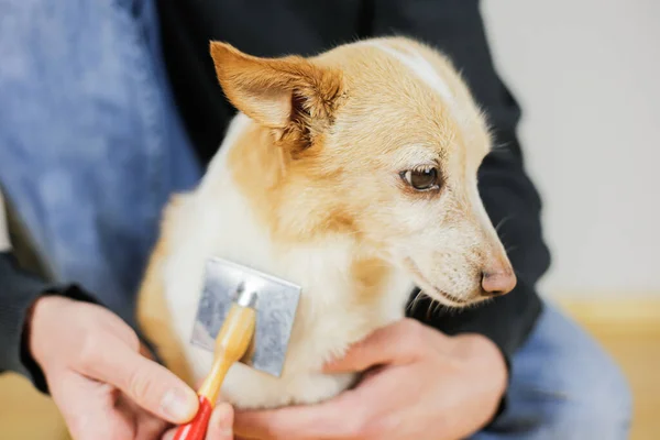 Peinando Abrigo Perros Peinado Perro — Foto de Stock