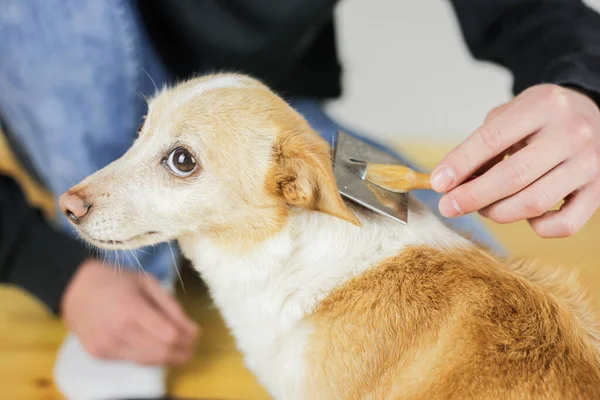 Peinando Abrigo Perros Peinado Perro — Foto de Stock