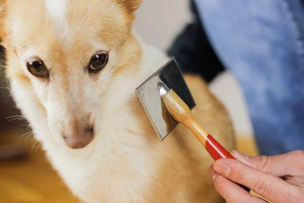 Peinando Abrigo Perros Peinado Perro — Foto de Stock