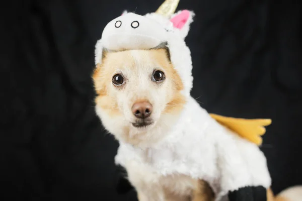 Hund Lustigen Einhornkostüm Kleid Kleidung Für Tiere — Stockfoto