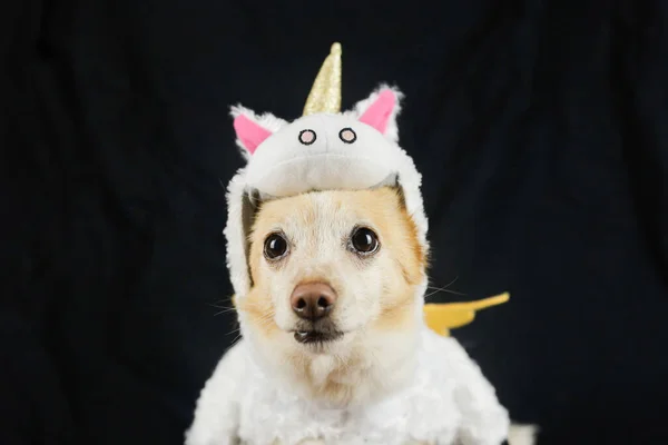 Perro Con Divertido Disfraz Unicornio Vestido Ropa Para Animales —  Fotos de Stock