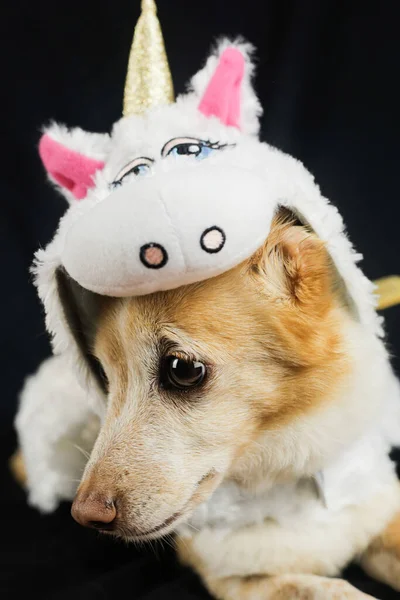 Cão Com Traje Unicórnio Engraçado Vestido Roupas Para Animais — Fotografia de Stock