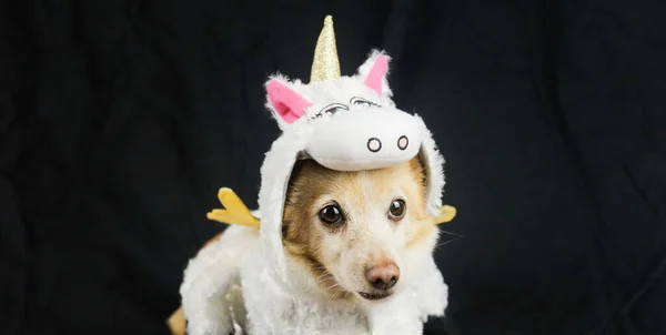 Pies Śmiesznym Kostiumie Jednorożca Sukienka Ubrania Dla Zwierząt — Zdjęcie stockowe