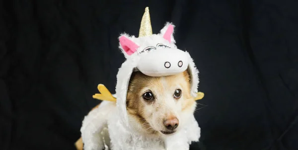 Cão Com Traje Unicórnio Engraçado Vestido Roupas Para Animais — Fotografia de Stock