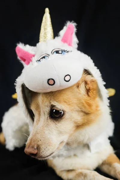 Perro Con Divertido Disfraz Unicornio Vestido Ropa Para Animales — Foto de Stock
