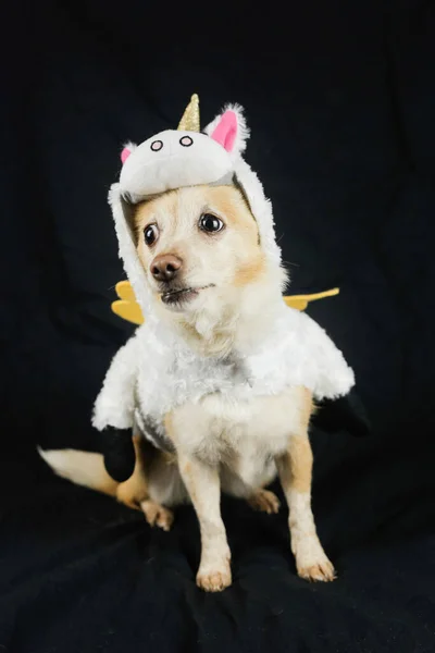 Koira Hassussa Yksisarvisen Asussa Mekko Eläinten Vaatteet — kuvapankkivalokuva