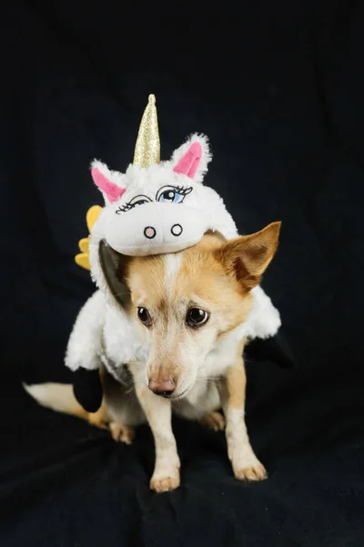 Cão Com Traje Unicórnio Engraçado Vestido Roupas Para Animais — Fotografia de Stock