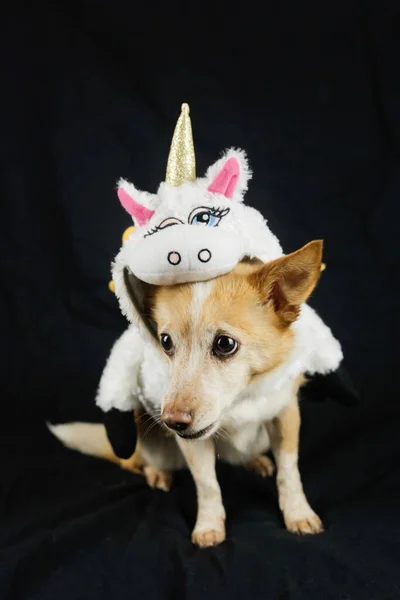 Hund Lustigen Einhornkostüm Kleid Kleidung Für Tiere — Stockfoto
