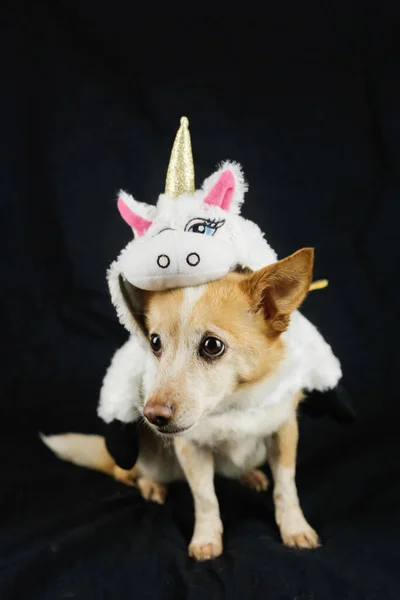 面白いユニコーンの衣装を着た犬 動物用の服 — ストック写真