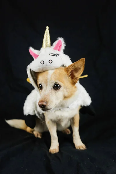 Cão Com Traje Unicórnio Engraçado Vestido Roupas Para Animais — Fotografia de Stock