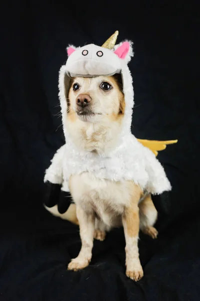 Собака Смішному Одязі Єдинорога Сукня Одяг Тварин — стокове фото