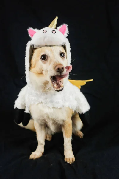 Dog Funny Unicorn Costume Dress Clothes Animals — Stock Photo, Image