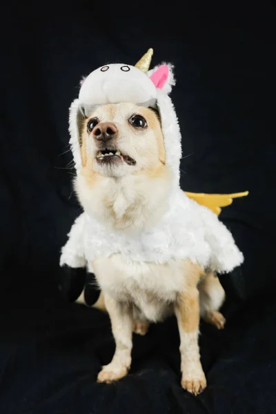 Komik Tek Boynuzlu Kostümü Giymiş Bir Köpek Elbiseler Hayvanlar Için — Stok fotoğraf