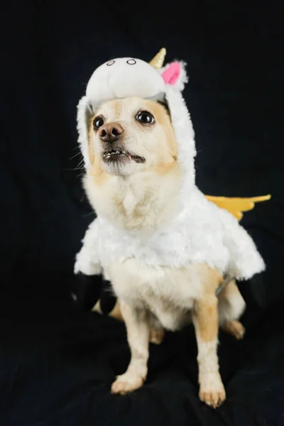 Perro Con Divertido Disfraz Unicornio Vestido Ropa Para Animales —  Fotos de Stock
