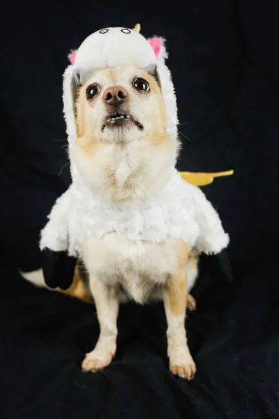 Dog in a funny unicorn costume. Dress, clothes for animals