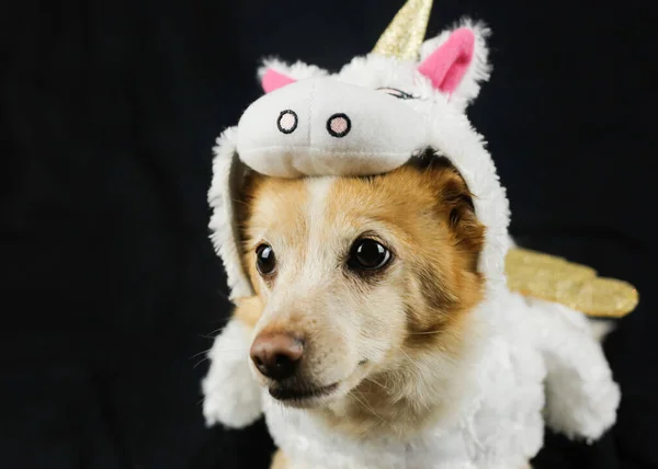 Hund Lustigen Einhornkostüm Kleid Kleidung Für Tiere — Stockfoto