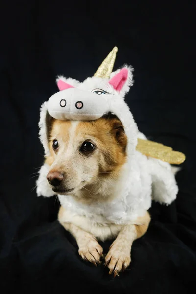 Cão Com Traje Unicórnio Engraçado Vestido Roupas Para Animais — Fotografia de Stock