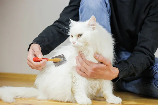 Peinando Gatos Cabello Largo Peinado Gato Cuidado Mascotas — Foto de Stock