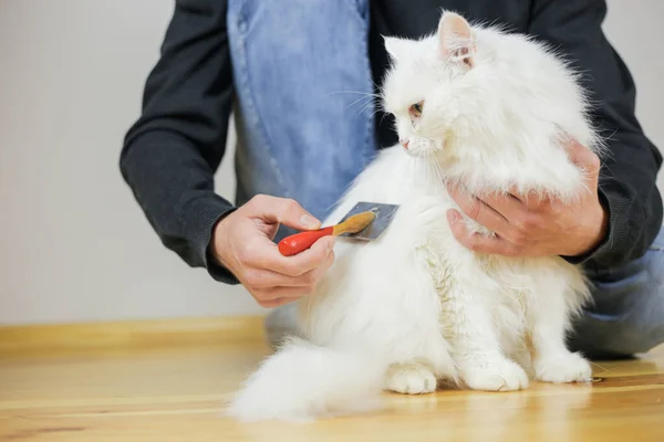 Peinando Gatos Cabello Largo Peinado Gato Cuidado Mascotas — Foto de Stock