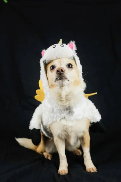 面白いユニコーンの衣装を着た犬 動物用の服 ロイヤリティフリーのストック写真