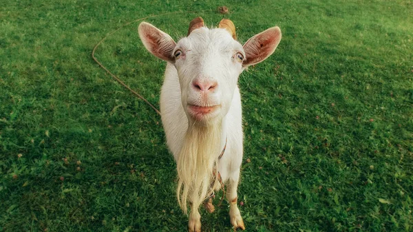 Zabawny portret kozy — Zdjęcie stockowe