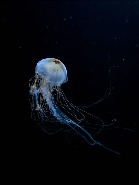 Dancing Jellyfish Darkness Aquarium — Stock Photo, Image