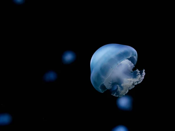 Dancing Jellyfish Darkness Aquarium — Stock Photo, Image