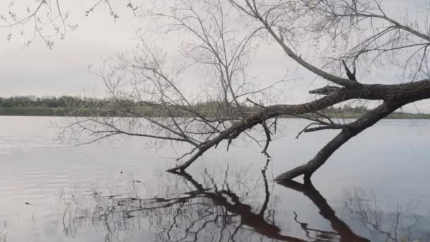 Lesní Vodopád Lesní Potok Povaha Ruska — Stock video