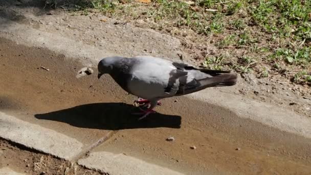 Duif in de dranken van de park water op de grond loopt. — Stockvideo