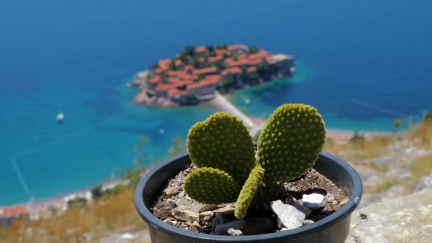 General good view of Sveti Stefan. Montenegro. cactus — Stock Video