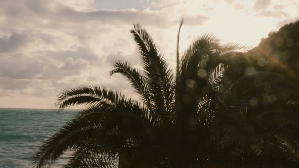 pálmafák és naplemente