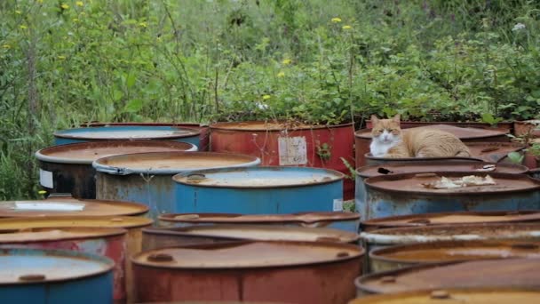 Le chat repose sur de vieux tonneaux rouillés — Video