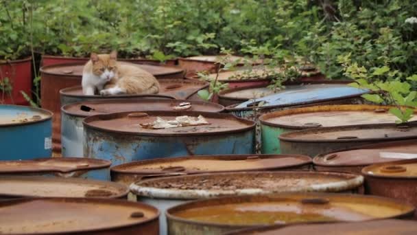 Katten ligger på gamla rostiga tunnor — Stockvideo