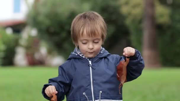 Der kleine Junge hält gelbe Herbstblätter in der Hand und lächelt in die Kamera — Stockvideo