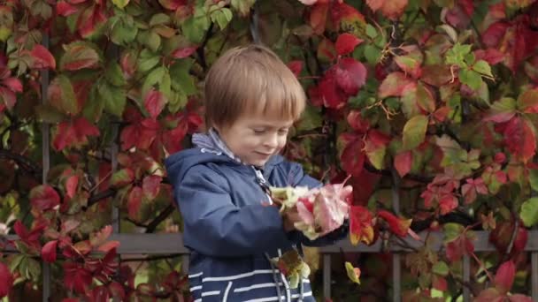 Little boy holds yellow autumn leaves in his hands and throws them up — 비디오